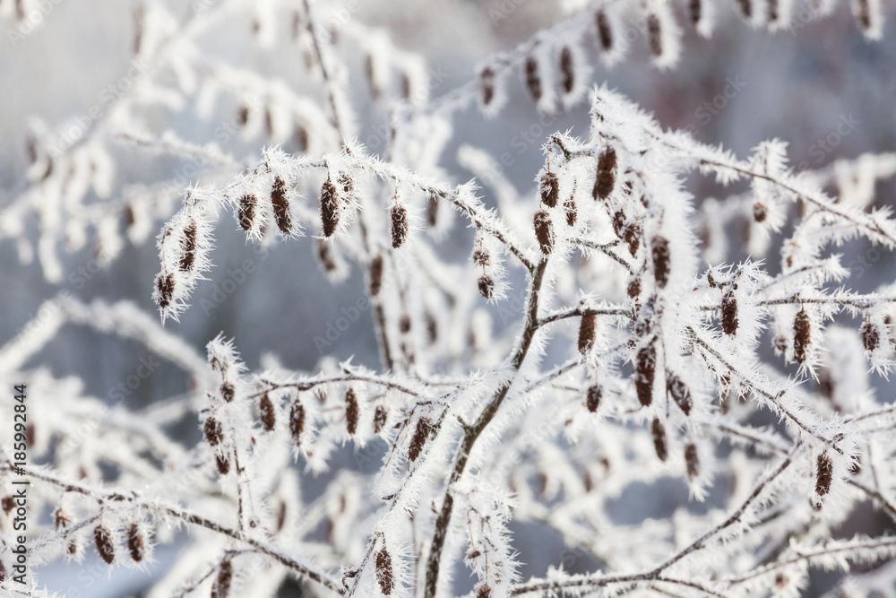 Frozen bush at cold autumn day