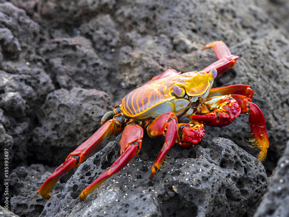 The red rock crab, Grapsus grapsus, is very abundant in the galapagos. Santa Cruz Island in Galapagos National Park, Equador The red rock crab, Grapsus grapsus, is very abundant in the galapagos. Santa Cruz Island in Galapagos National Park, Equador