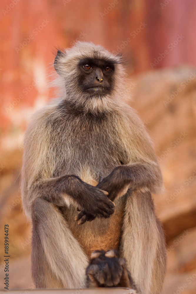 Fototapeta premium Monkey sat looking