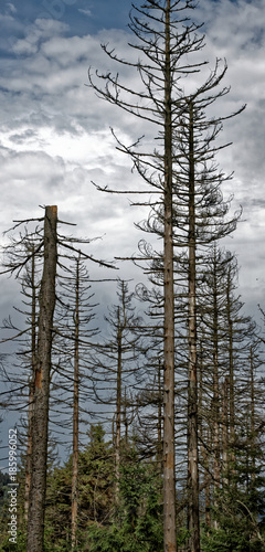 Dead trees in the Harz mountains