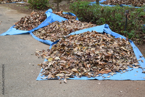 Collect leaves in the autumn park