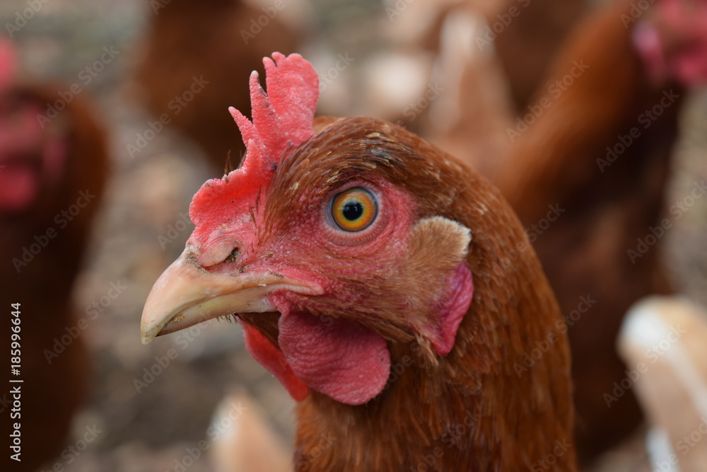 Chickens at the poultry farmhouse Chickens at the poultry farmhouse