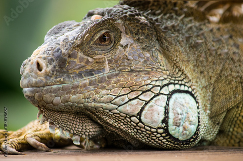 a beautiful portrait of a iguana taking a break 
