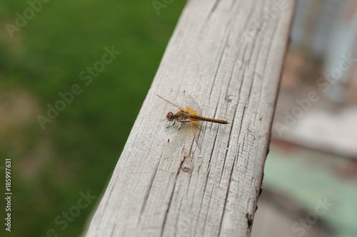 Beautiful dragonfly closeup © lanych