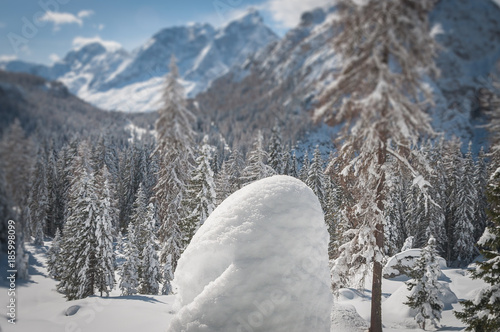 Tilt shift effect of  fir trees covered with white snow with dolomitic mountain background, Dolomites, Italy © Gianluca