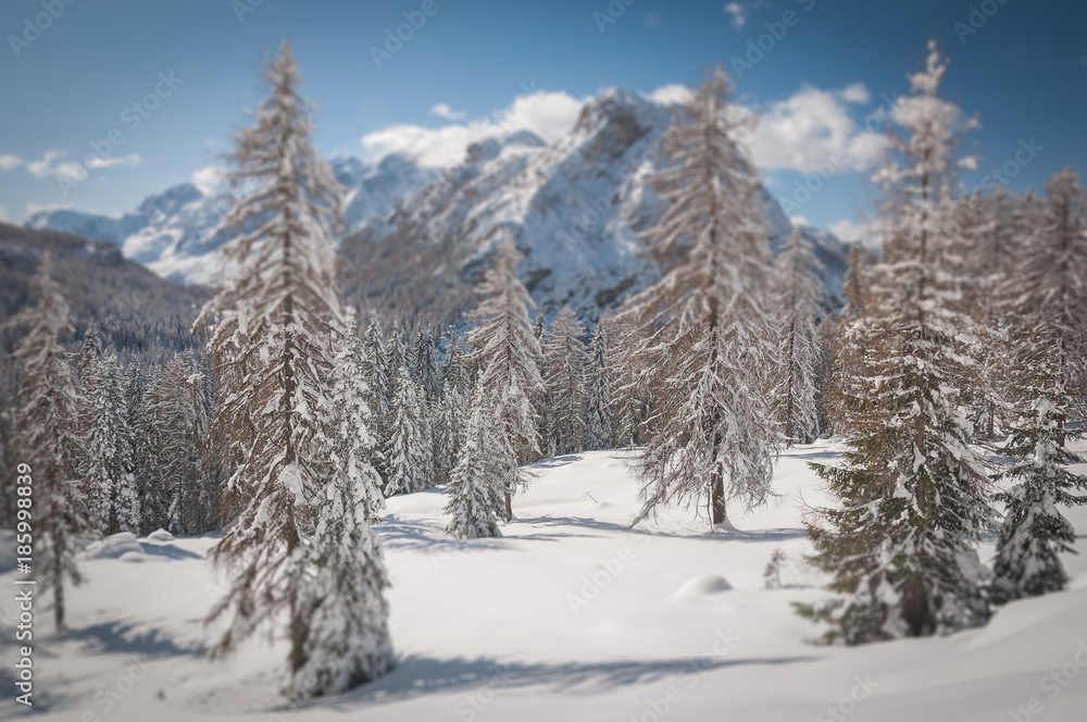 Winter tilt shift view of fir trees covered with white snow with dolomitic mountain background, Dolomites, Italy Winter tilt shift view of fir trees covered with white snow with dolomitic mountain background, Dolomites, Italy