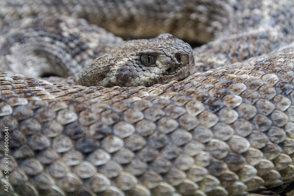 Obraz premium Rattlesnake watching close-up