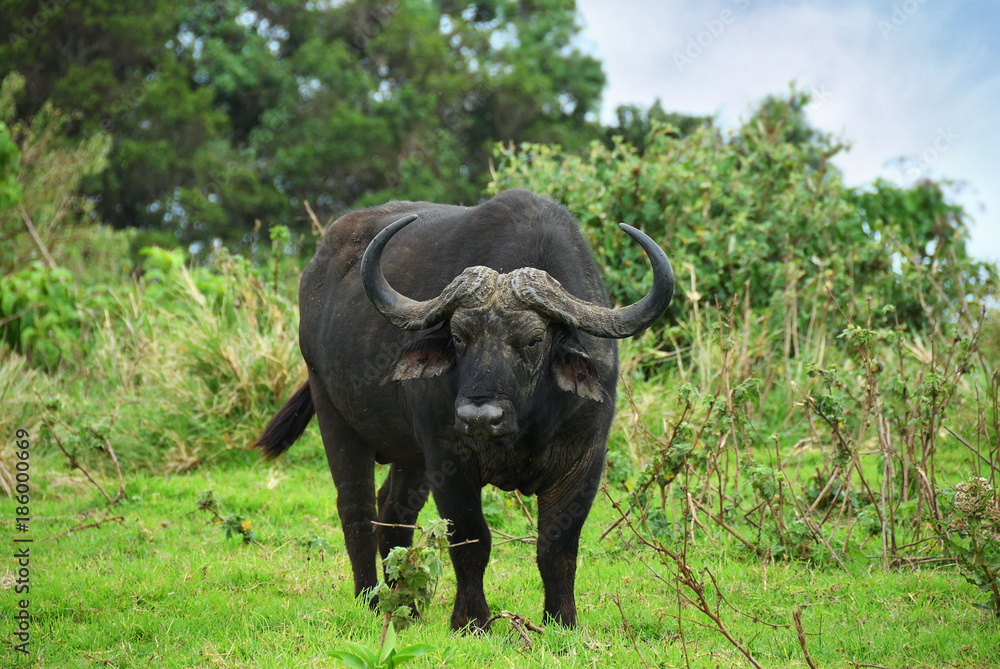 Obraz premium The african buffalo, Tanzania, Africa