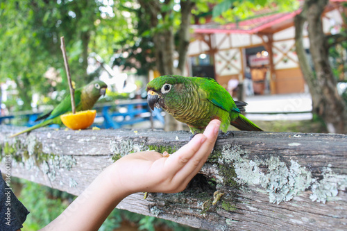 Maroon-bellied parakeet (Tiriba de testa vermelha) eating on child's hand photo