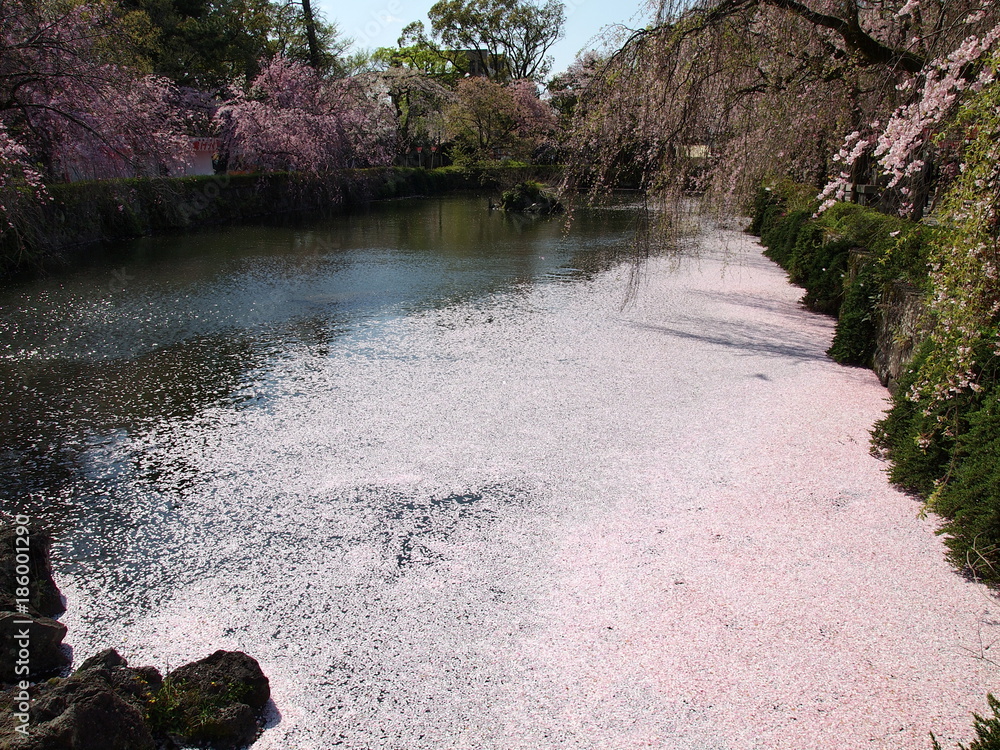 池に舞い散った桜の花びら