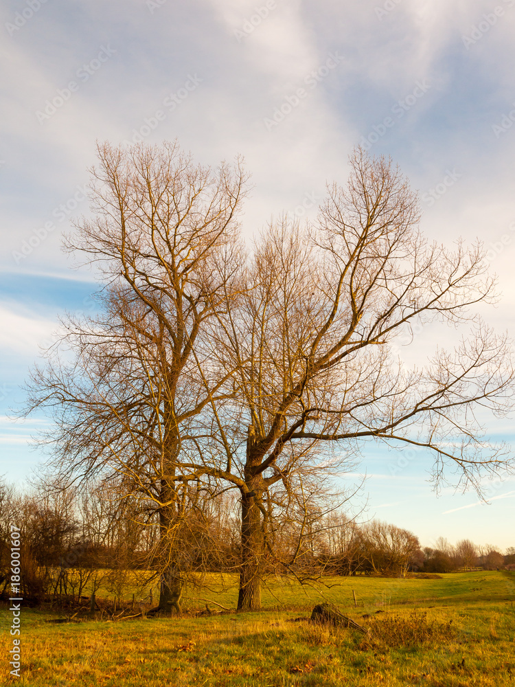 bare autumn winter tree outside landscape field sky cloudy blue