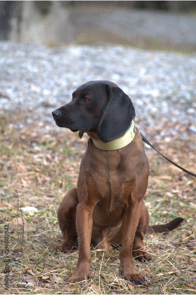 Bayerischer Gebirgsschweisshund