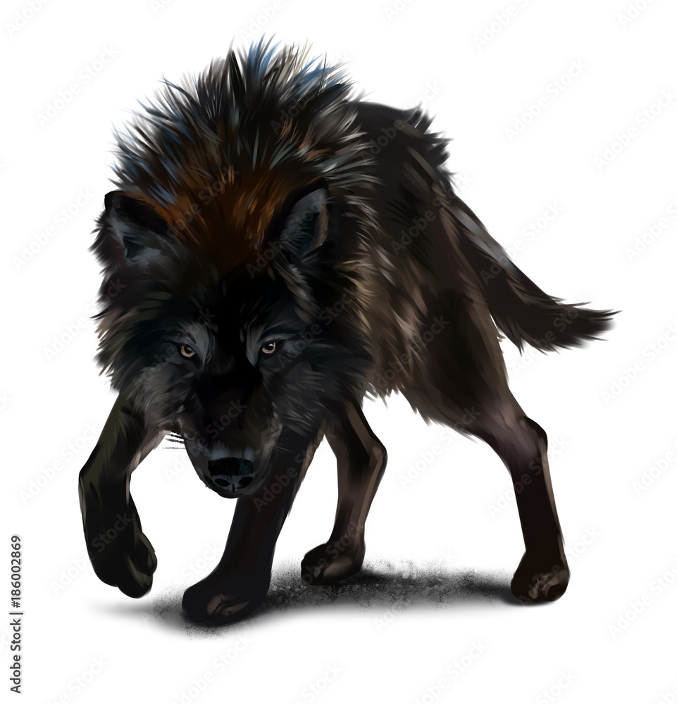 Aggressive black wolf watercolor painting Stock Illustration | Adobe Stock Aggressive black wolf watercolor painting Stock Illustration | Adobe Stock