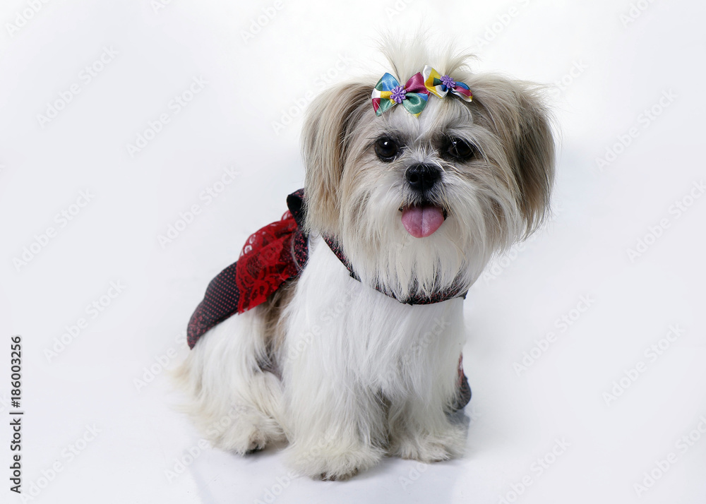 Female mascot puppy posing