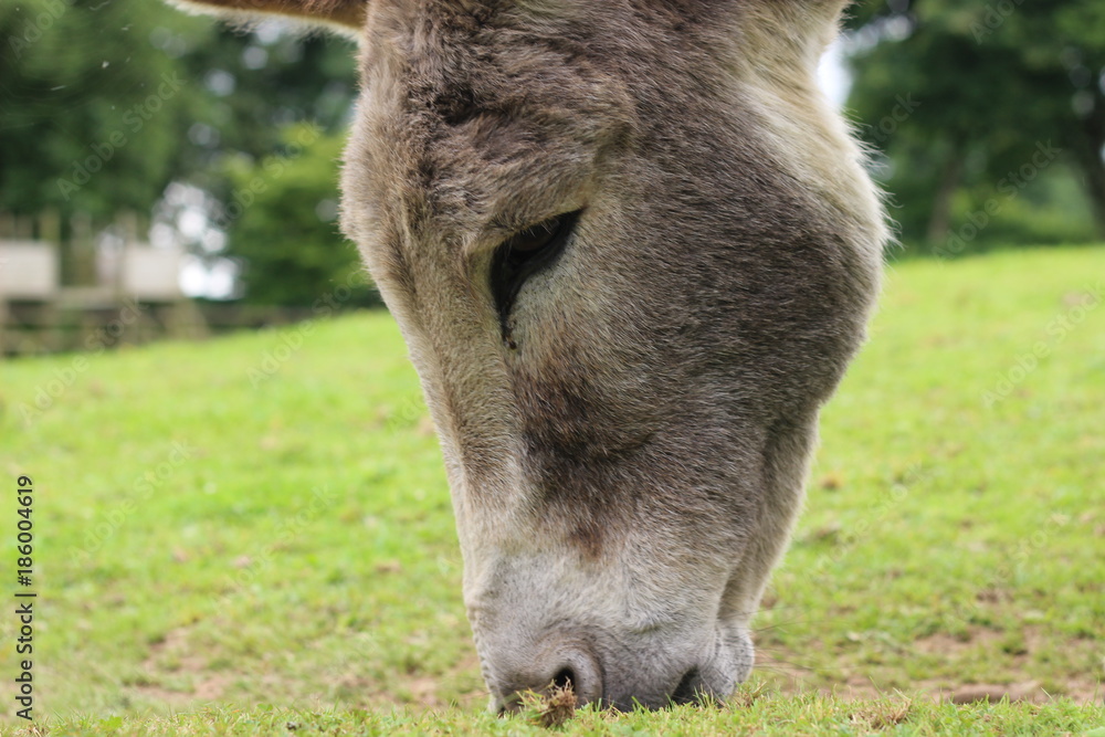 Obraz premium donkey
