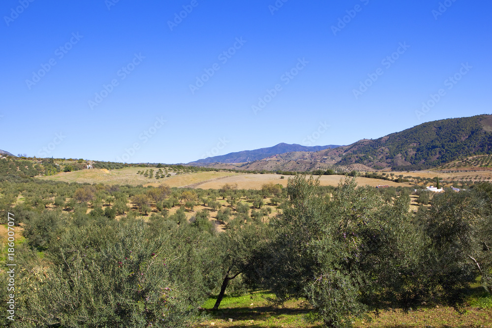 Naklejka premium arid olive groves