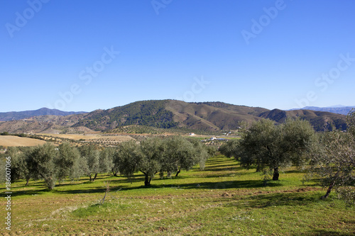 olive trees on grass