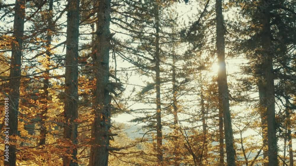 Tracking shot of foliage and trees backlit by a bright morning sun of a beautiful mountain forest at the change of seasons Tracking shot of foliage and trees backlit by a bright morning sun of a beautiful mountain forest at the change of seasons