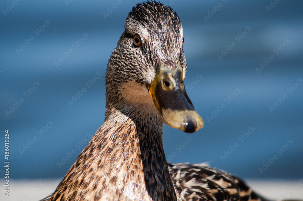 Duck looking straight at me Duck looking straight at me