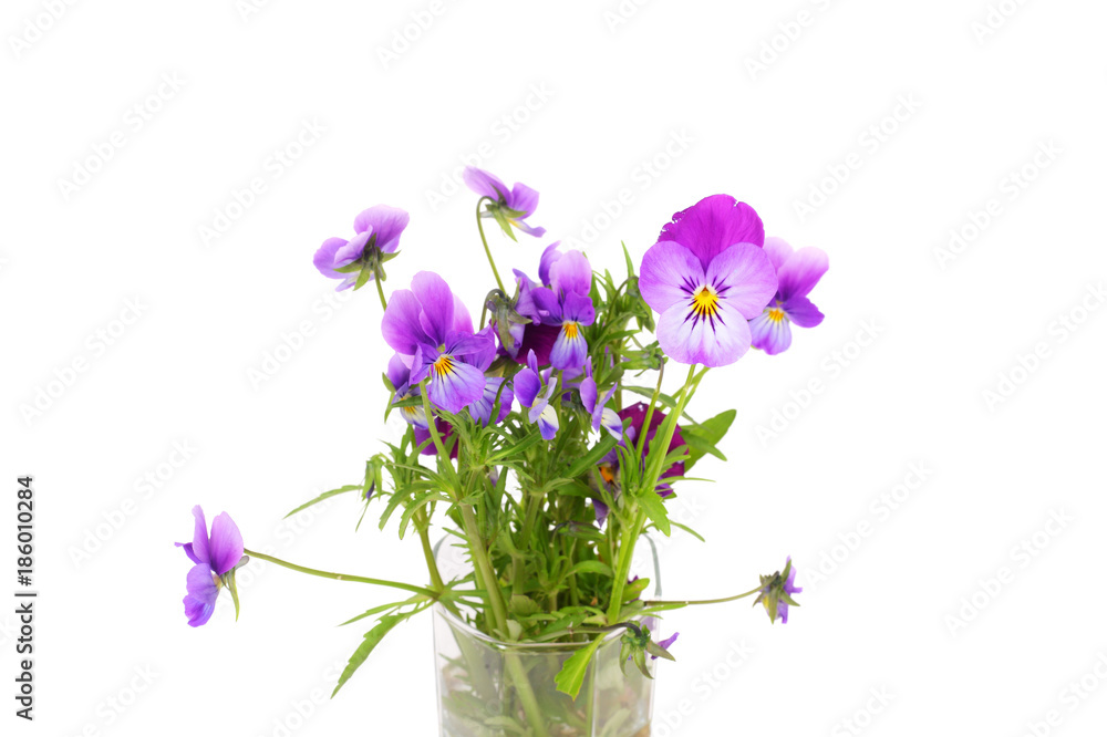 Pansies flowers in the vase