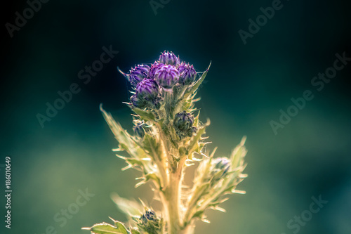 Close-up of a spiked purple thistle flower against blurred, dark natural background in warm sunlight