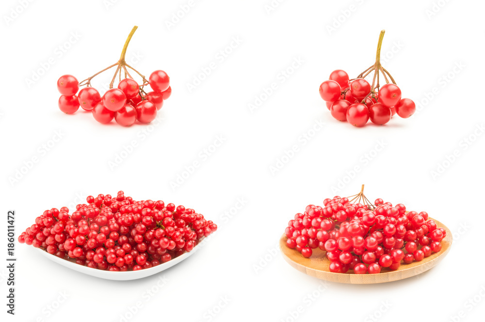 Collection of branches of viburnum on a white background cutout Collection of branches of viburnum on a white background cutout