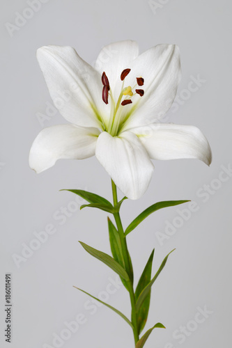 Fototapeta Naklejka Na Ścianę i Meble -  White lily isolated on a gray background.