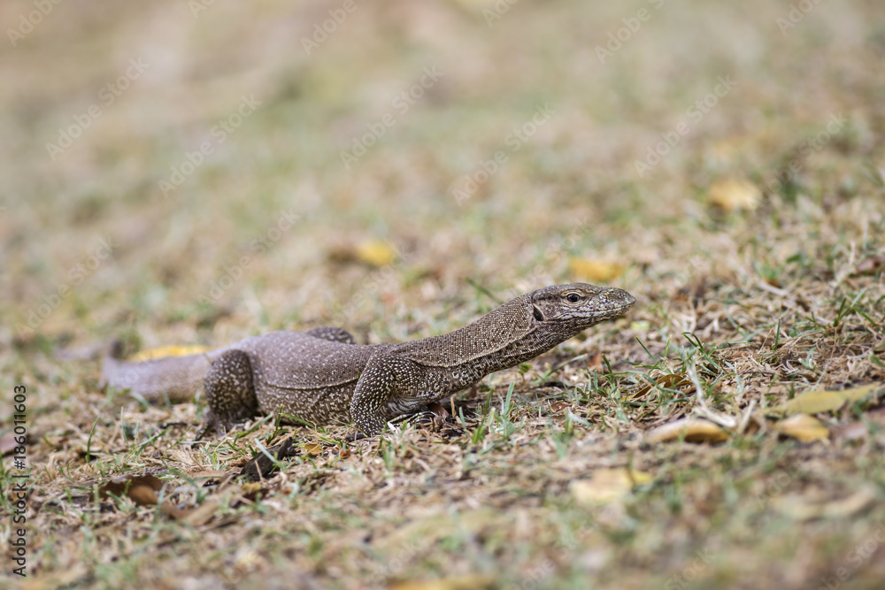 Bengal Monitor - Varanus bengalensis, Sri Lanka. Asian lizard searching for the food on the ground of bush. Bengal Monitor - Varanus bengalensis, Sri Lanka. Asian lizard searching for the food on the ground of bush.