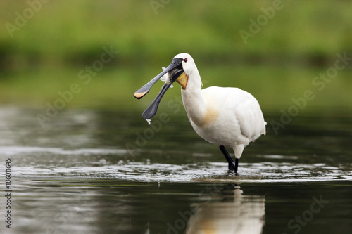 The Eurasian spoonbill or common spoonbill (Platalea leucorodia) with fish on the beak photo