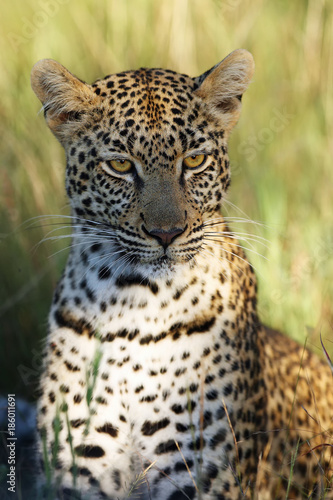 The African leopard  Panthera pardus pardus  young female portrait in the last morning light