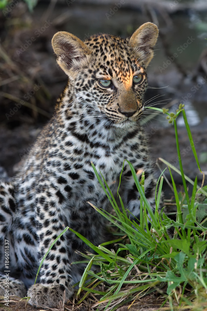 Obraz premium The African leopard (Panthera pardus pardus) the leopard cub is hidden in a shadowy bush and the sun is shining on his face