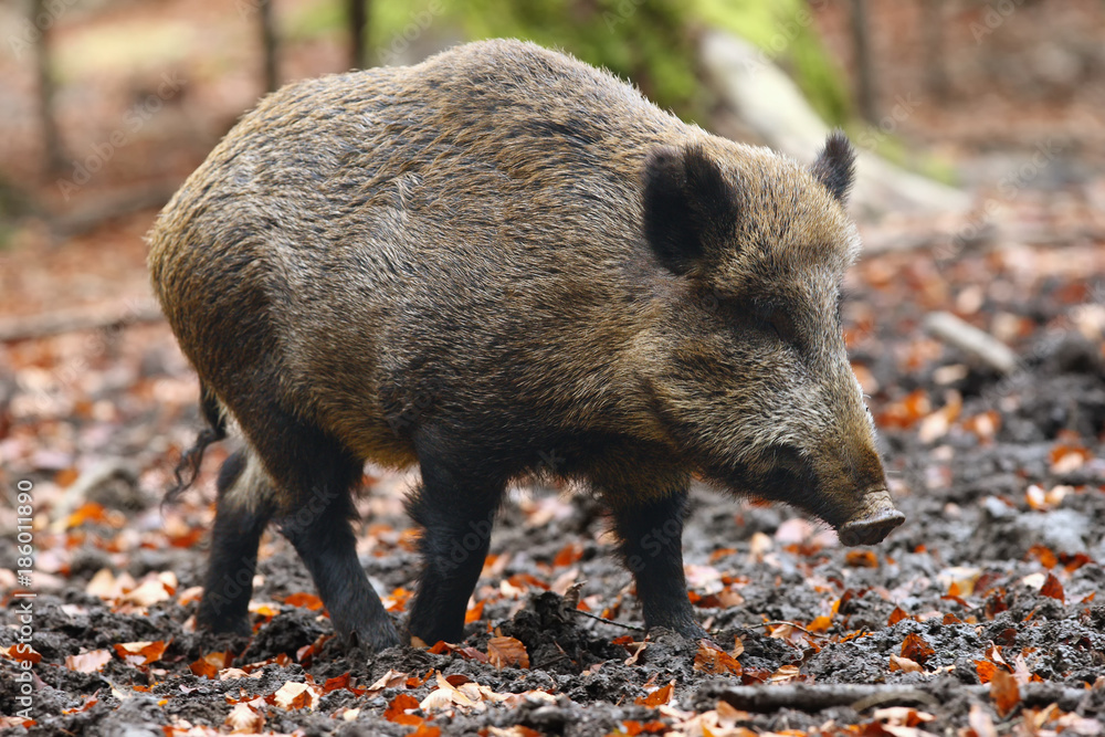 The wild boar (Sus scrofa), also known as the wild swine or Eurasian wild pig in the forest The wild boar (Sus scrofa), also known as the wild swine or Eurasian wild pig in the forest