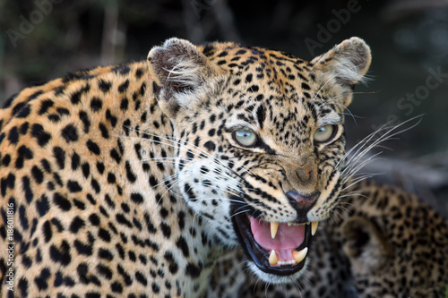 The African leopard (Panthera pardus pardus) young female portrait, female warns intruders in defending cubs
