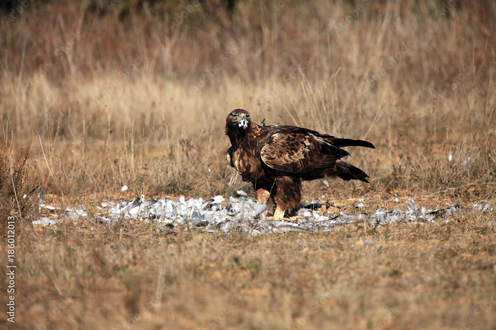 Obraz premium The golden eagle (Aquila chrysaetos)feeding the female eagle to the prey