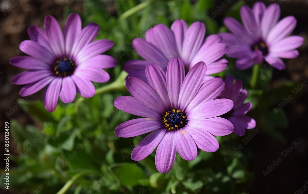 Flower on natural background,beautiful, out of my garden Flower on natural background,beautiful, out of my garden