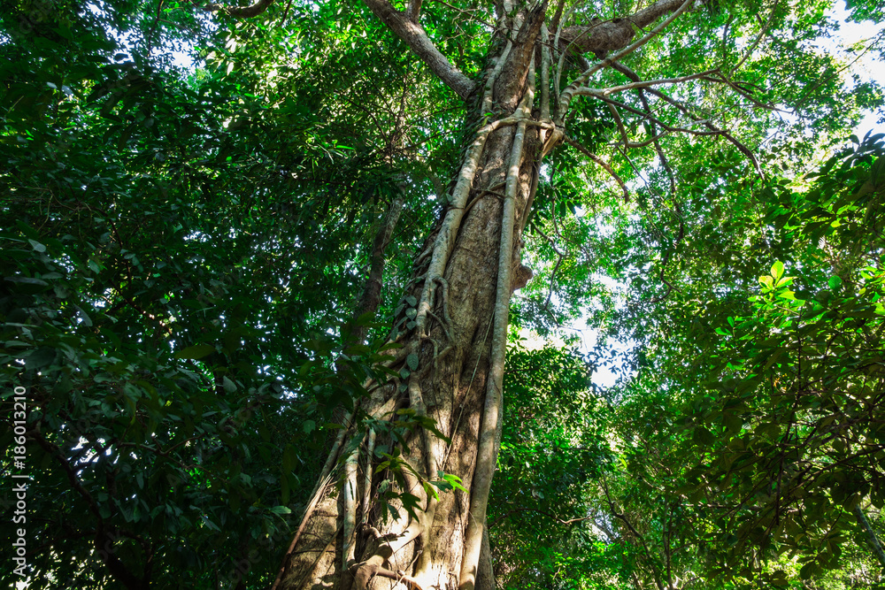 Green forest trees ,in nature with sunlight background. Green forest trees ,in nature with sunlight background.