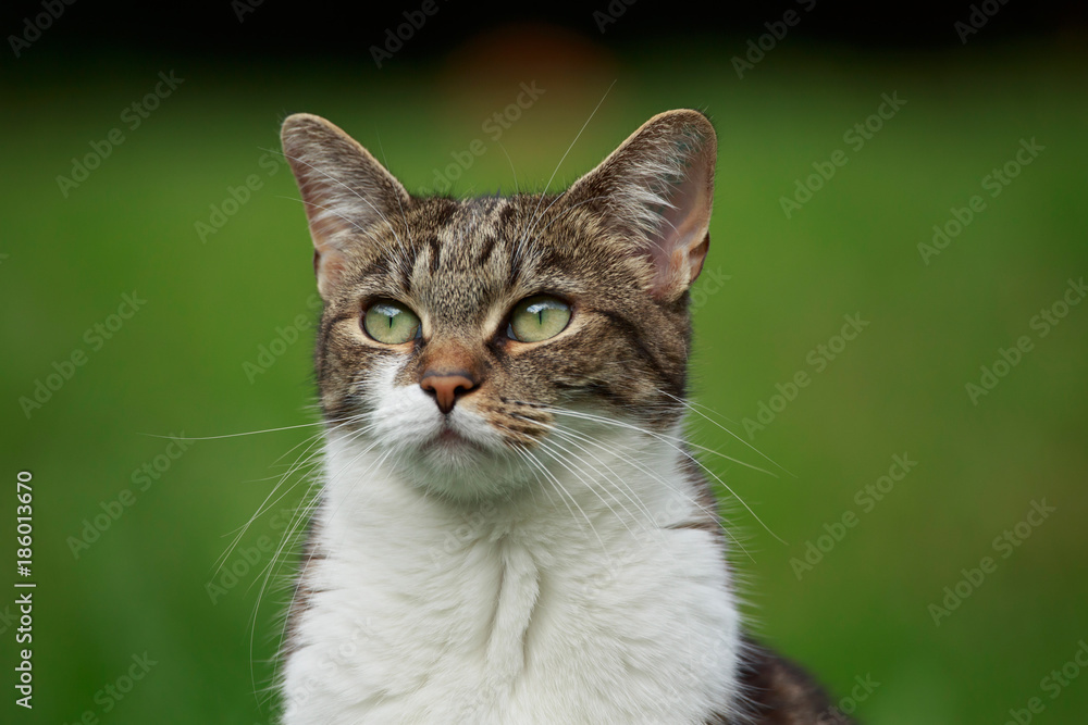 Katzenblick Katzenblick