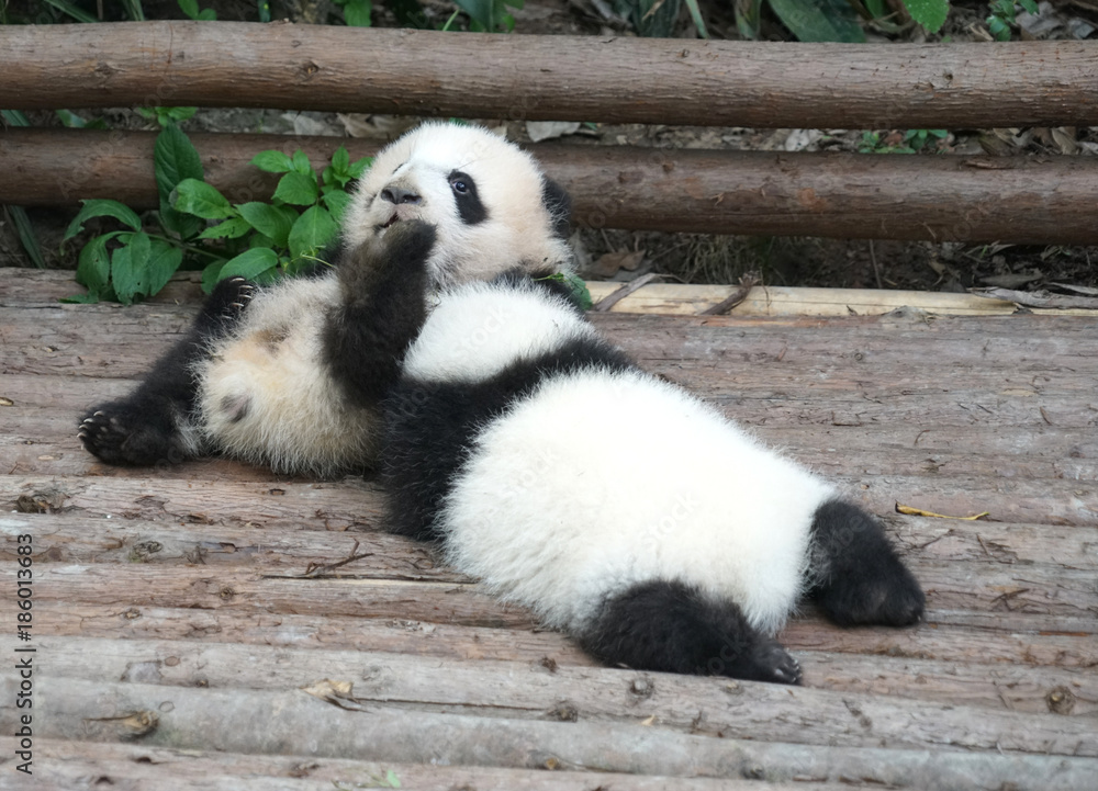 Fototapeta premium Baby panda playing and sleeping outside