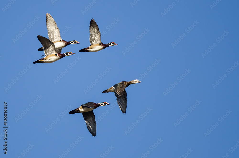Obraz premium Five Wood Ducks Flying in a Blue Sky