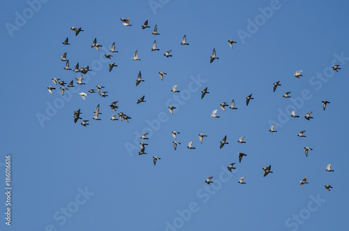 Large Flock of Rock Pigeons Flying in a Blue Sky