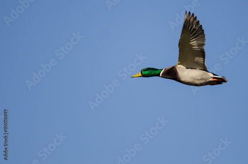 Mallard Duck Flying in a Blue Sky