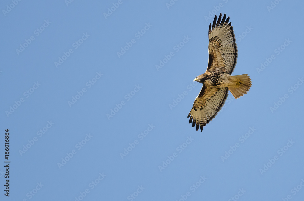 Fotografie Red Tailed Hawk Flying in a Blue Sky