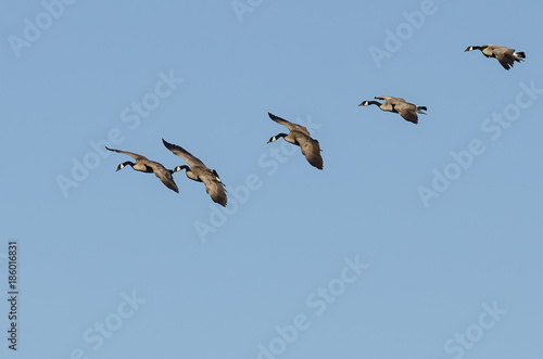 Flock of Canada Geese Flying in a Blue Sky