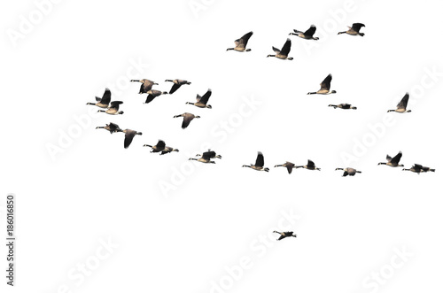 Large Flock of Canada Geese Flying on a White Background © rck