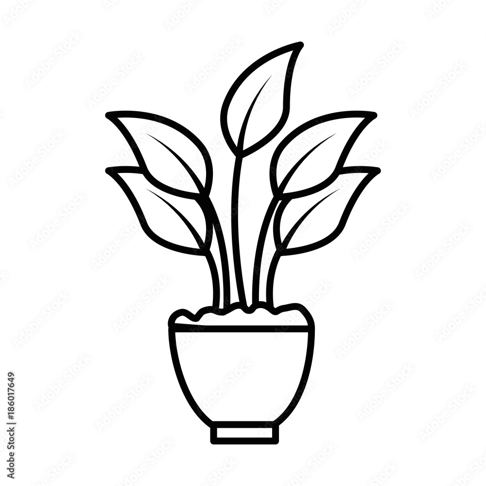 house plant in pot house plant in pot
