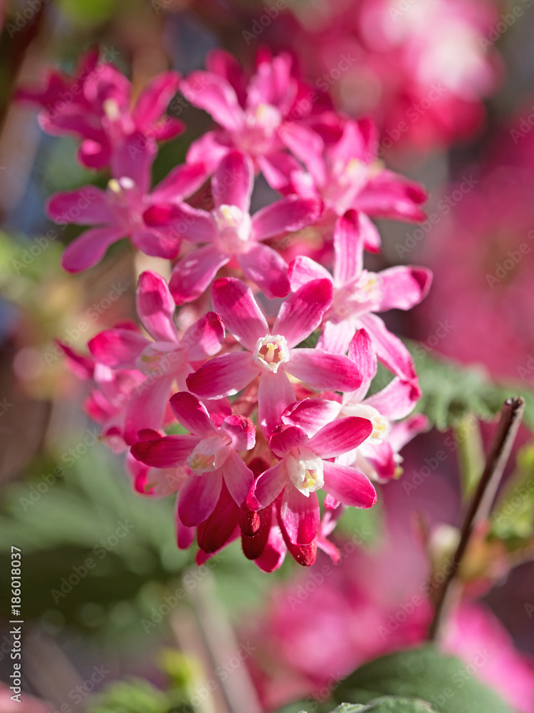 Fototapeta premium Blut-Johannisbeere, Ribes sanguineum