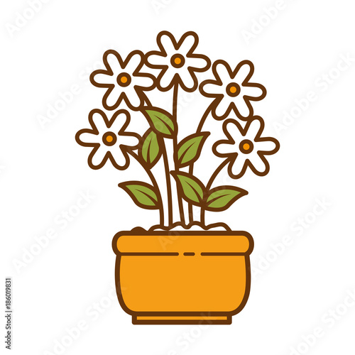 house plant in pot