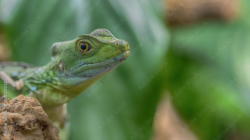 Fototapeta premium REPTILE