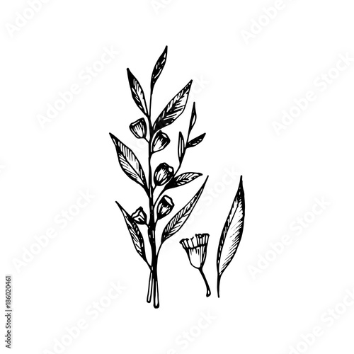 Eucalyptus