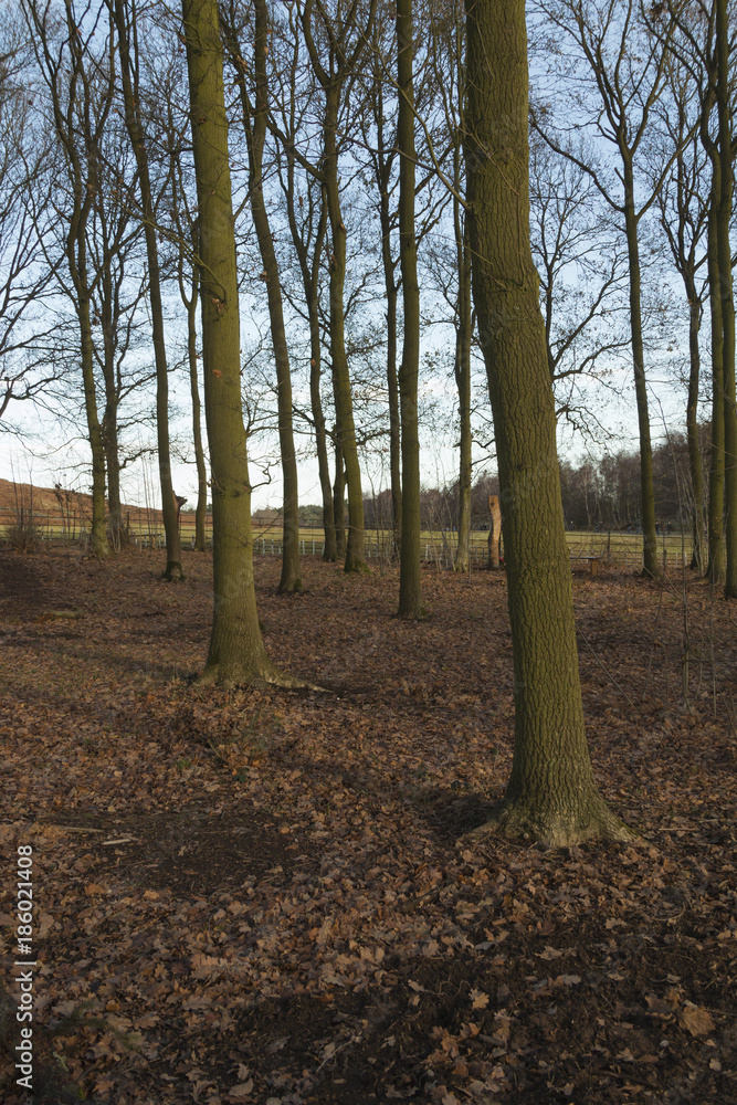 Trees In Winter Trees In Winter